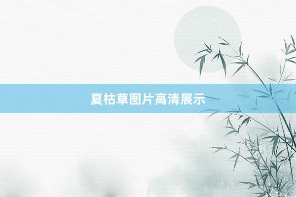 夏枯草图片高清展示